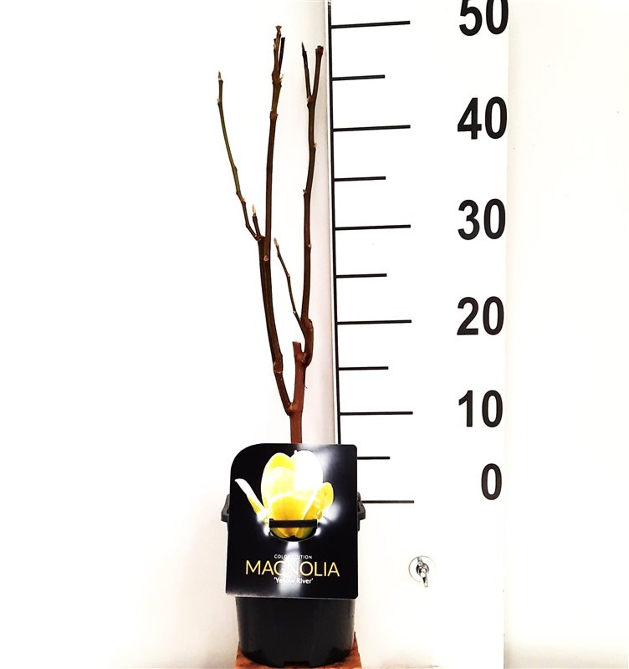 Magnolia 'Yellow River' - C2 40-50 CM